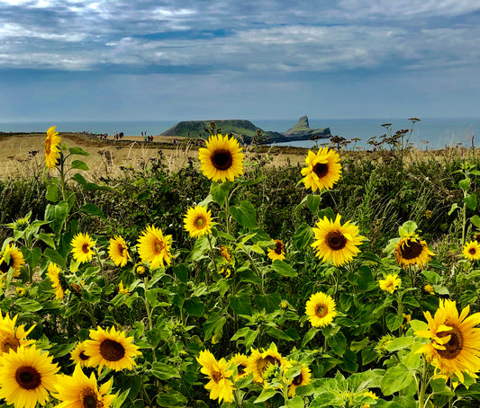 Sunflowers by the Sea